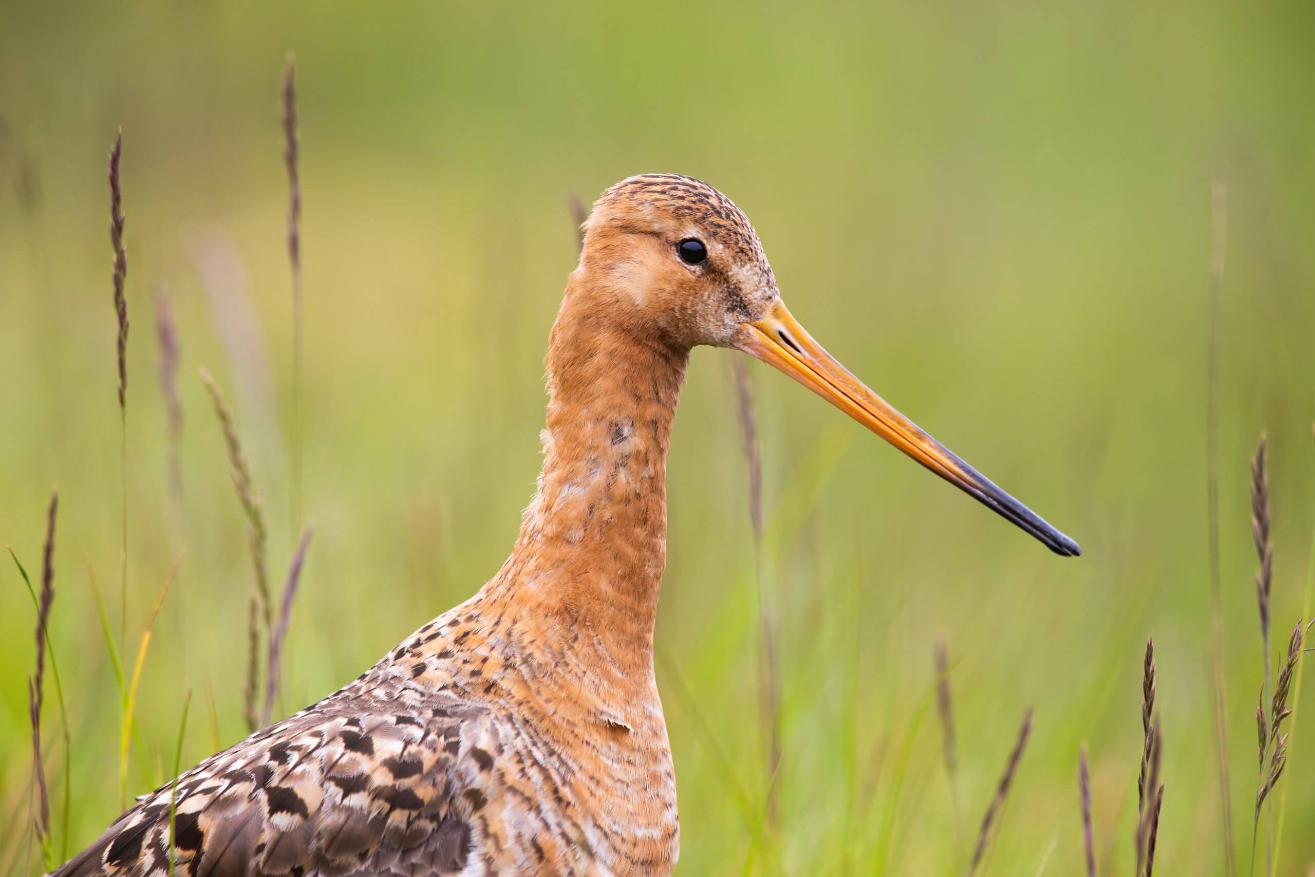 Vrij als een vogel in de Greidhoeke - Noorderland